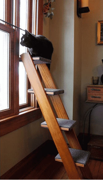 Or use an old ladder as a cat climbing ramp.