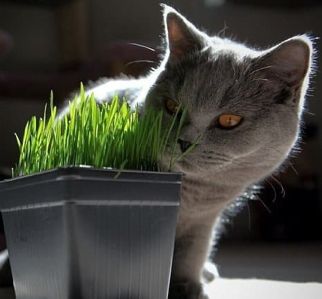 If your cat has trouble with hairballs, use kitty grass, which will provide fiber.