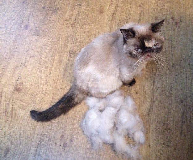 Spend a few extra moments in the morning or evening brushing down your cat, and you'll have less fur on all your furniture!