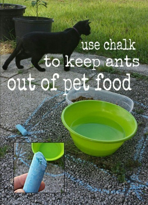 Draw a circle around your pet's food bowl with chalk to keep ants away.
