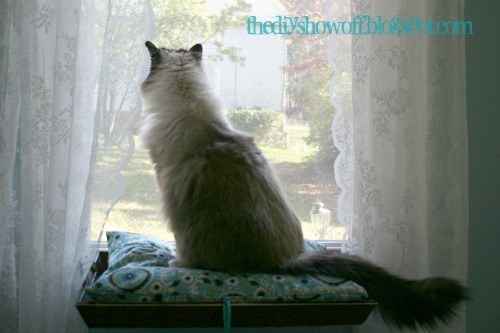 Make a window perch for your cat to see what's going on outside.