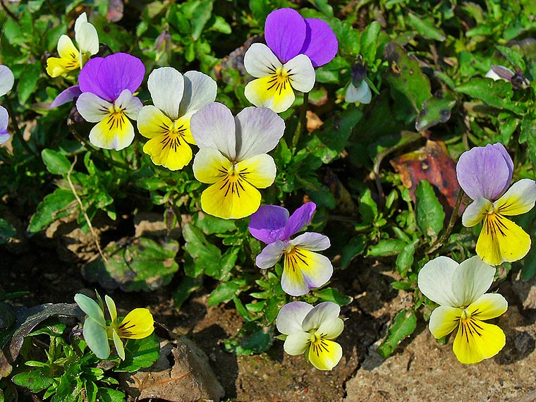 Viola Tricolor Plant
