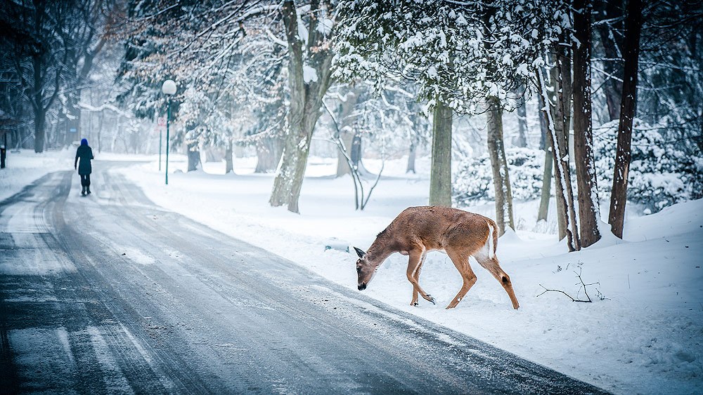 Amazing Pictures of Winter