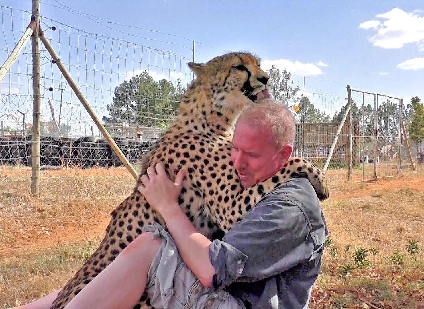 Many animal owners. Гепард и человек. Прирученный гепард. Гкпарл рядом с человеком. Приручить леопарда.