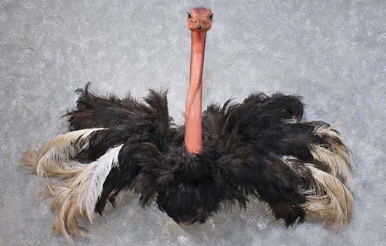 Macintosh HD:Users:brittanyloeffler:Downloads:Upwork:Auction:ostrich-half-life-size-taxidermy-mount-_11866-for-sale-_-the-taxidermy-store-e1509723174845-768x490.jpg