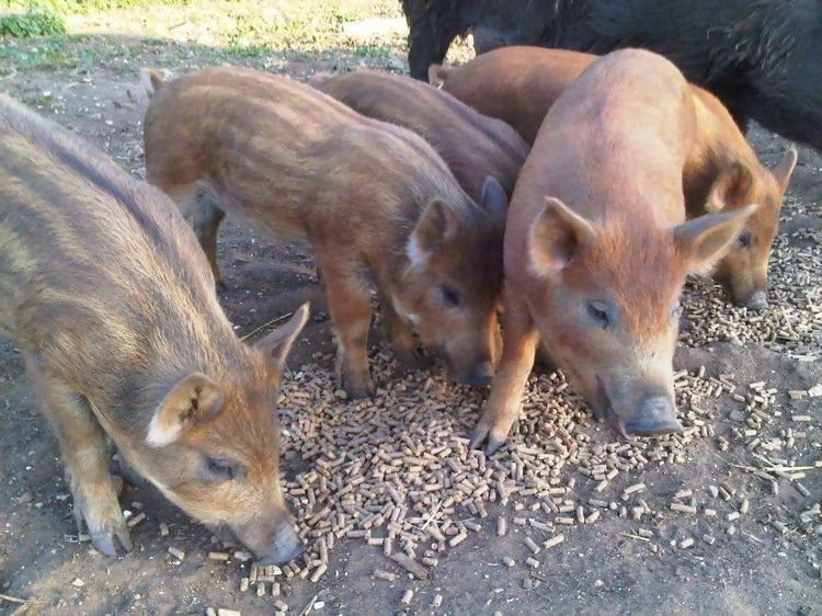 ranger-pigs