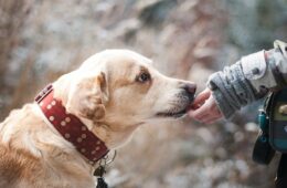 Dog, Labrador, Pet, Canine, Companion, Friendship